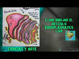 cómo dibujar el retìculo endoplasmatico