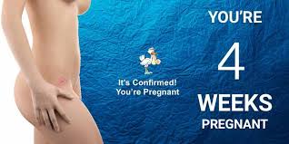 Pregnancy Calendar Week 4 Its Official You Are Pregnant