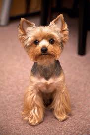 Yorkie Haircut Hair Dog Breeds That Dont Shed Yorkie