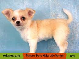 chihuahua puppy cream white id 1098