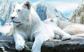 wallpapers hd white lion wallpaper cave