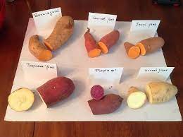 vegheadz the sweet potato experiment