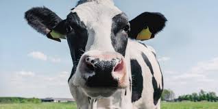 Is Cow Manure Acidic Using Cow Manure
