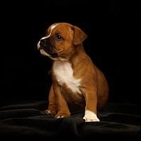 He has a short head with a broad skull set on a short. Staffordshire Bull Terrier Wikipedia