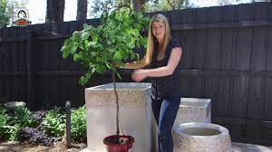 planting tips for big pots you