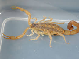 how dangerous are dog scorpion stings
