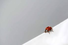 une coccinelle dans la maison