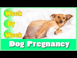 Stages Of Dog Pregnancy Week By Week Calendar With Guide