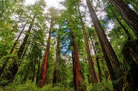 giant sequoias and redwoods the