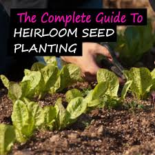 heirloom seed planting