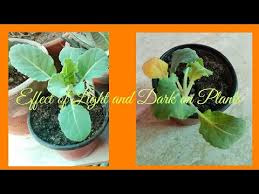 plant growth experiment for kids