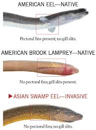 Njdep Division Of Fish Wildlife Aquatic Invasive Species