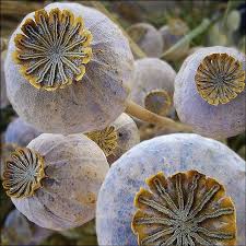 Even if you've harvested a few pods, you should have plenty of seed to grow again the following year. Poppy Seeds The Giant Flower Seeds In Packets Bulk Eden Brothers