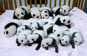 panda pandas baer bears baby cute 19
