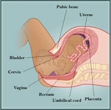 Stages Of Labor And Delivery