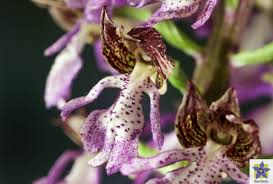 Orchis purpurea: sensualità ed inganno del mondo vegetale – Flora ...