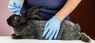 Болезни кроликов: симптомы и лечение основных заболеваний животных
