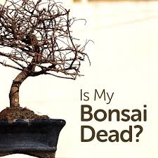 is my bonsai tree dead basic bonsai