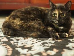 If you have just received the bad news that your cat is fighting cancer, know that we are very sorry and hope that this text will help you better understand the situation. Tortie Detects Breast Cancer In Her Guardian The Conscious Cat