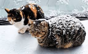 Winter Shelters For Community Cats