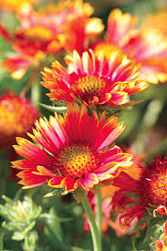 Most of them are even regular in flower. Top Perennials For Adding Color To Your Garden Better Homes Gardens