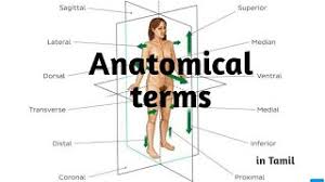 anatomical terms in tamil you