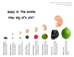 True To Life Fruit Chart For Pregnancy Baby Length Chart By