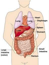 Human Organ Gross View Anatomy Organs Human Anatomy Chart