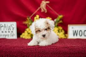 toy poodle puppies in michigan