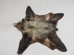 grizzly bear taxidermy rug b