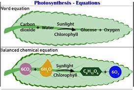 solved photosynthesis equations nord