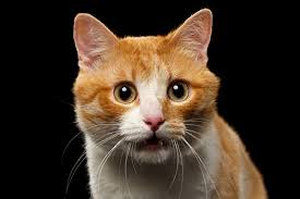 Feline acne is a common problem in cats. Cat Acne Yes It Exists And Yes You Can Treat It Catster