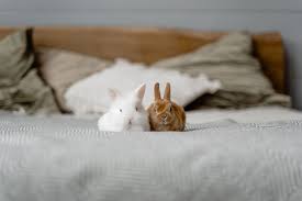 rabbit bed rabbit scout