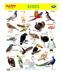 Happy Wall Chart Birds English Info