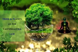 Vastu Guidelines For Plants 5 Plants