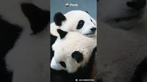 your panda hug ipanda shorts