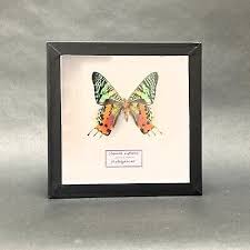 sunset moth madagascar in museum