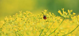 make your garden a ladybird paradise