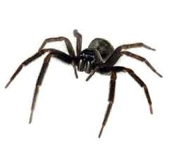 Common Spider Species Rentokil Pest Control