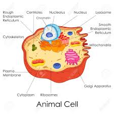 Education Chart Of Biology For Animal Cell Diagram