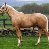 Pictorial Guide To Horse Colors Part 2 Palomino Buckskin