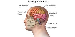 the brain anatomy quiz trivia facts
