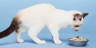 Smalls offers 3 fresh cat food recipes in pate and minced what do customers think about smalls cat food? Smalls Cat Food Review High Quality Healthy Wet Food And Kibble