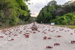 How long does the crab migration on Christmas Island last?