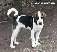 The most common colors for this breed are white, fawn. Alabai Australia Home Facebook