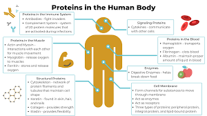 essing health through protein status