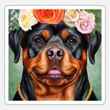 roxy rotty rottweiler with flowers in