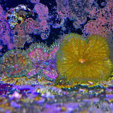 mini maxi carpet anemone stictyla