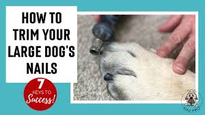 how to trim large dog nails 7 keys to