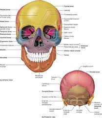 The human skull is a bony structure that supports the structures of the face and provides a protective cavity for the brain. Pin On School
